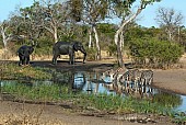 Zebra and elephants at waterhole