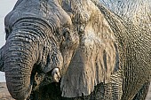 Wet Elephant, close-up