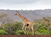 Giraffe Side-on
