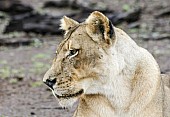 Lioness Close-up