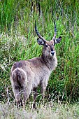 Waterbuck in Long Grass