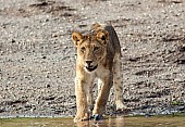 Young Lion with Feet in Water