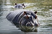 Hippo in Pool, Three-Quarter View