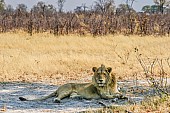 Young Male Lion