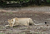 Lioness Lying Down to Lap Water