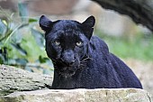 Captive Panther