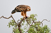 Tawny Eagle Feeding on Prey