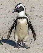 African Penguin