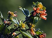 Wild Pomegranate Flower