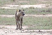 Spotted Hyena