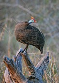 Helmeted Guineafowl Looking Over shoulder