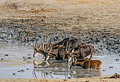 Roan Antelope Group Drinking from Waterhole