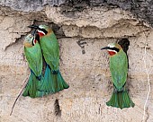 White-fronted Bee-eater