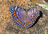 Gaudy Commodore Butterfly on rock