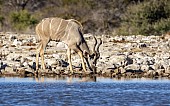 Kudu Antelope at Waterhole