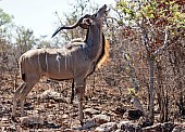 Kudu Bull