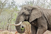 Bull Elephant Close-up