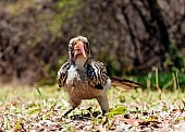 Red-billed Hornbill, Close-up