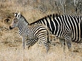 Zebra Mother with Young Foal