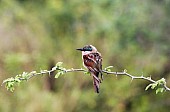 Carmine Bee-Eater