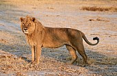 Young Lion Male Standing