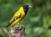 Black-headed Oriole, Side-on View