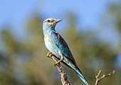 European Roller