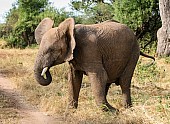 Elephant Flapping Ears