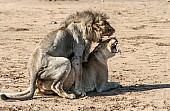 Lion Pair Growling During Mating