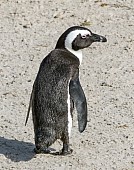 African Penguin