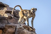 Alert Baboon on Rocky Outcrop