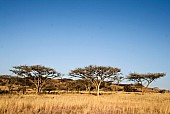 African Acacia Trees and Winter Grass