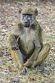 Baboon