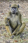 Baboon