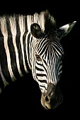 Zebra Portrait on Black