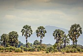 Lala Palms with Mountains