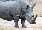 White Rhino Reference Photo