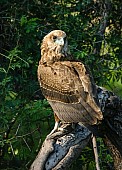 Juvenile Bateleur Eagle