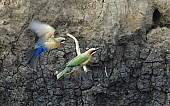 White-fronted bee-eater