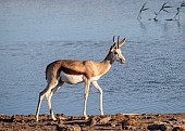 Springbok at Water's Edge