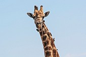 Close-up art reference photo of giraffe male