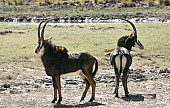 Sable Antelope