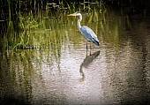 Grey Heron