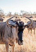 Blue Wildebeest, Head and Neck