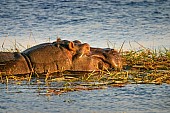 Hippo Head, Side View