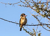 Brown-hooded Kingfisher