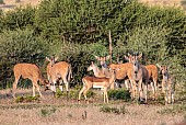 Eland