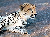 Cheetah Lying with Head Raised