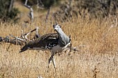 Kori Bustard