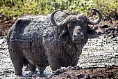 Buffalo Bull Covered in Mud